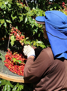 HARVESTING